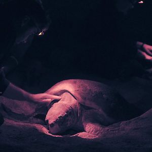 Scientists on a beach in Cape Verde studying a nesting sea turtle
