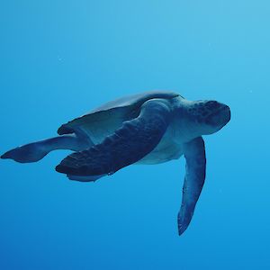 Close-up of swimming 3D turtle inside Atlantis